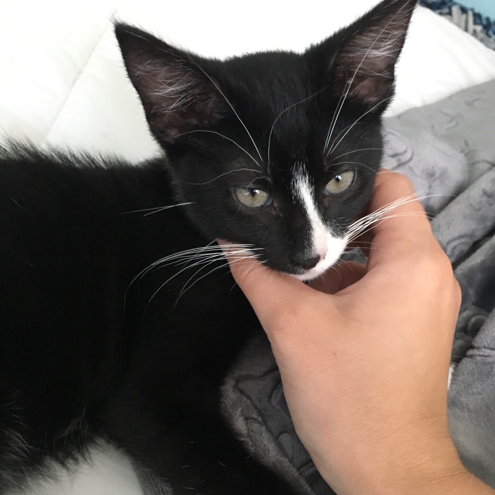 Meet your Posher, Alex